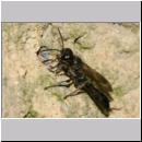 Trypoxylon figulus - Grabwespe w01a 13mm OS-Wallenhorst-Tongrube-Lehmwand - det.jpg